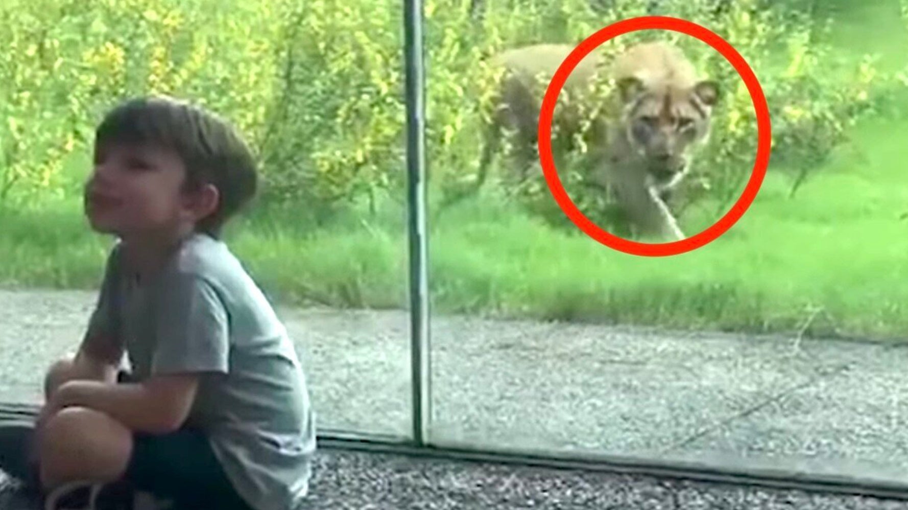 Little Kid Finds Out What It S Like When A Lion Really Wants To Eat You Huffpost Null Little Kid Finds Out What It S Like When A Lion Really Wants To Eat You Huffpost Null