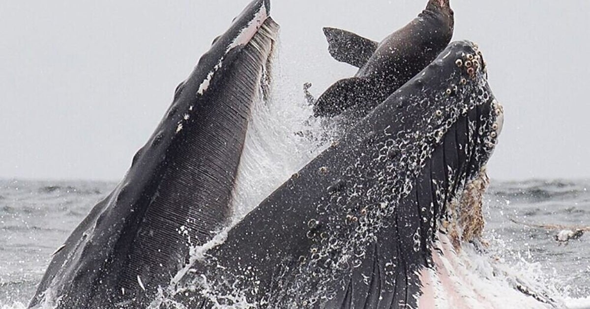 クジラがアシカを丸呑みする写真が衝撃的 信じられないものを目撃した カメラマンも驚がく ハフポスト クジラがアシカを丸呑みする写真が衝撃的 信じられないものを目撃した カメラマンも驚がく ハフポスト
