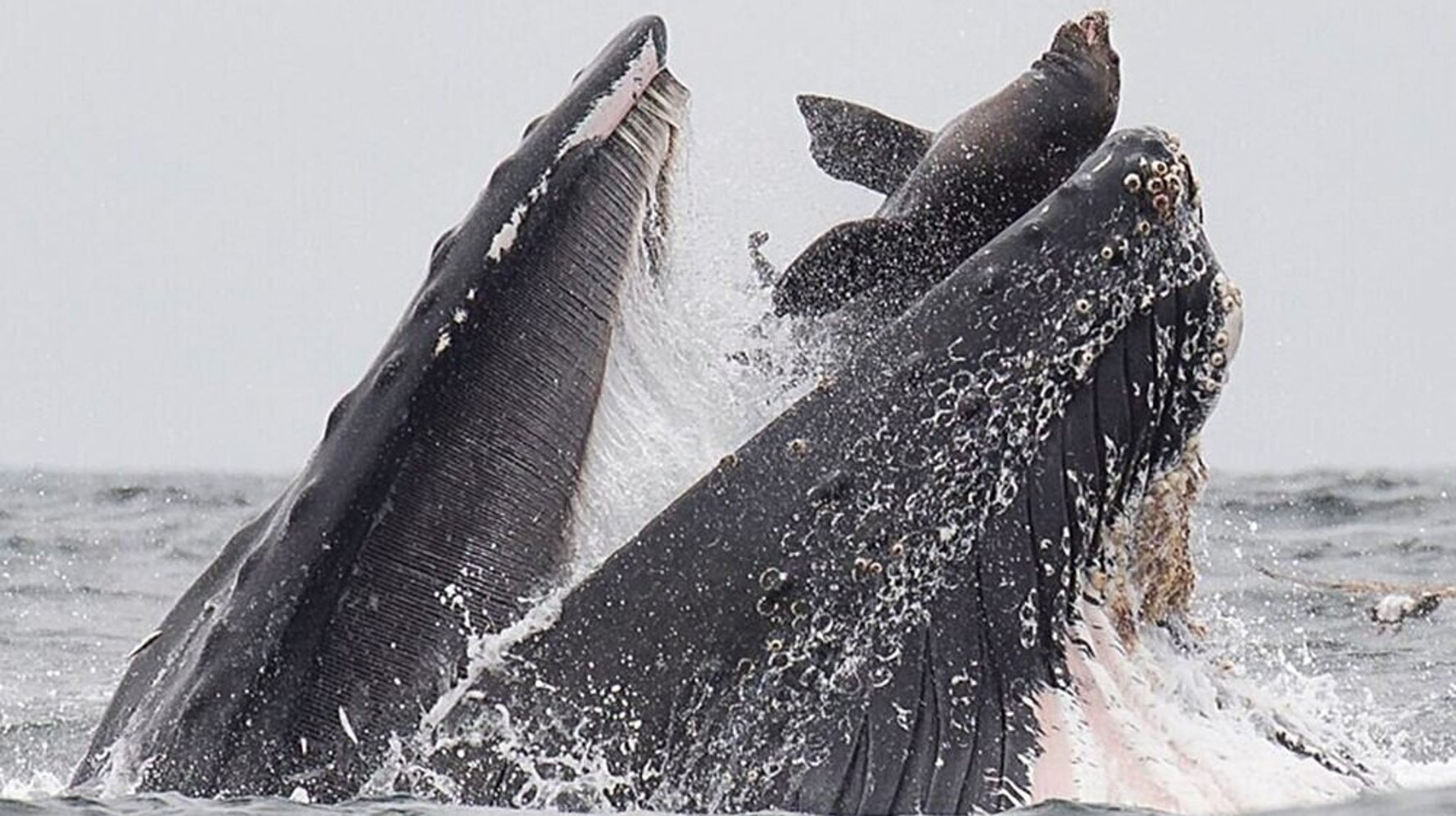 クジラがアシカを丸呑みする写真が衝撃的 信じられないものを目撃した カメラマンも驚がく ハフポスト クジラがアシカを丸呑みする写真が衝撃的 信じられないものを目撃した カメラマンも驚がく ハフポスト
