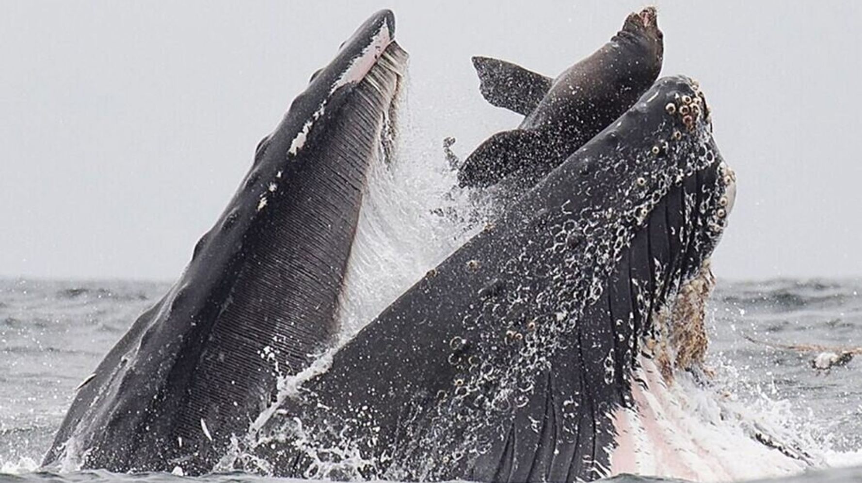 クジラがアシカを丸呑みする写真が衝撃的 信じられないものを目撃した カメラマンも驚がく ハフポスト News