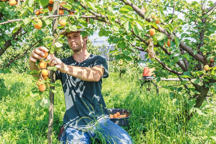 Eating fruit that's organically grown can provide you with 20% to 40% more antioxidants than conventionally grown fruit.