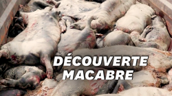L214 dévoile les images de porcs en décomposition dans un élevage du