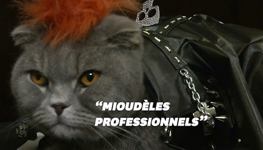Ces chats “fashionistas” ont défilé à New