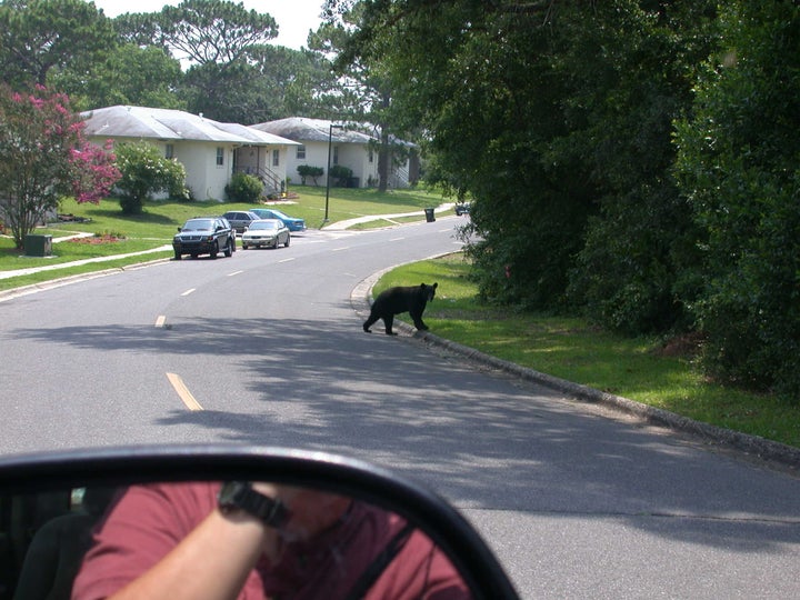 <p>Black bear near military housing at Eglin Air Force Base in the Florida Panhandle, May 17, 2010.</p>