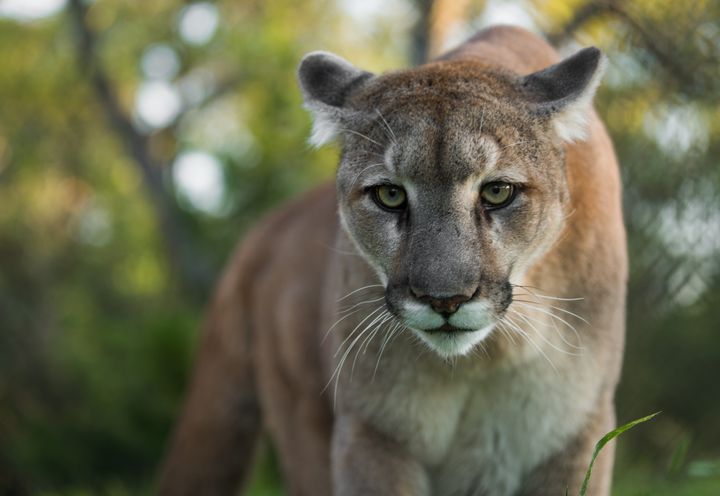 Dee Gallant encountered a cougar much like this one while walking her dog on Vancouver Island earlier this week.