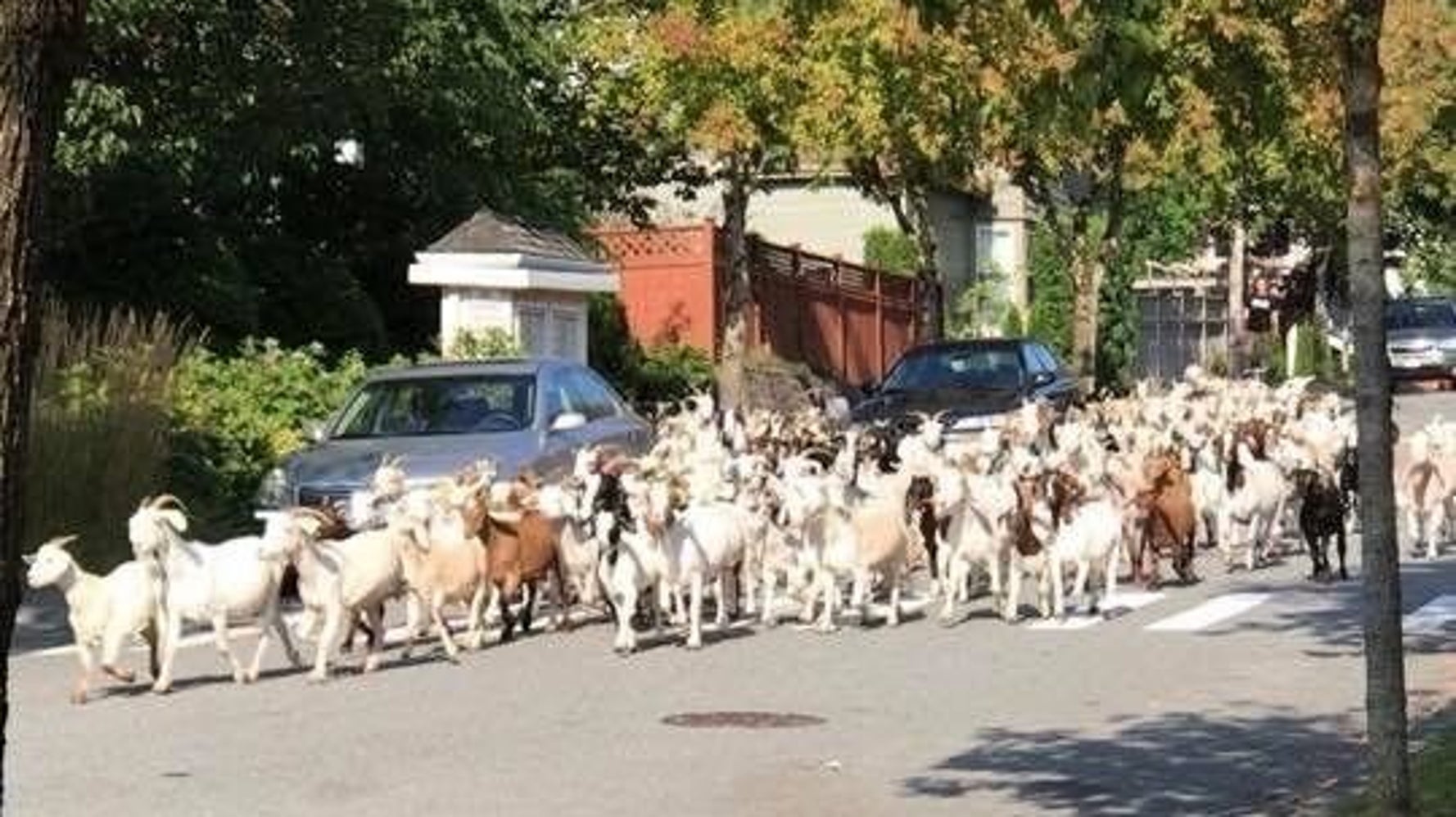 100頭のヤギが大脱走 住宅地を埋め尽くす 動画 ハフポスト World 100頭のヤギが大脱走 住宅地を埋め尽くす 動画 ハフポスト World