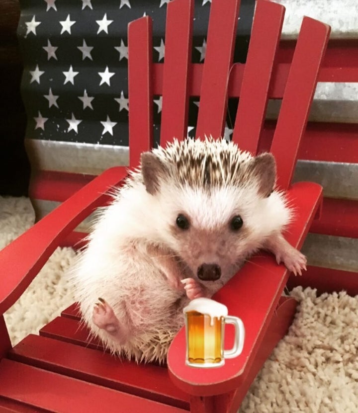 Boba drinking a cold one on Memorial Day.