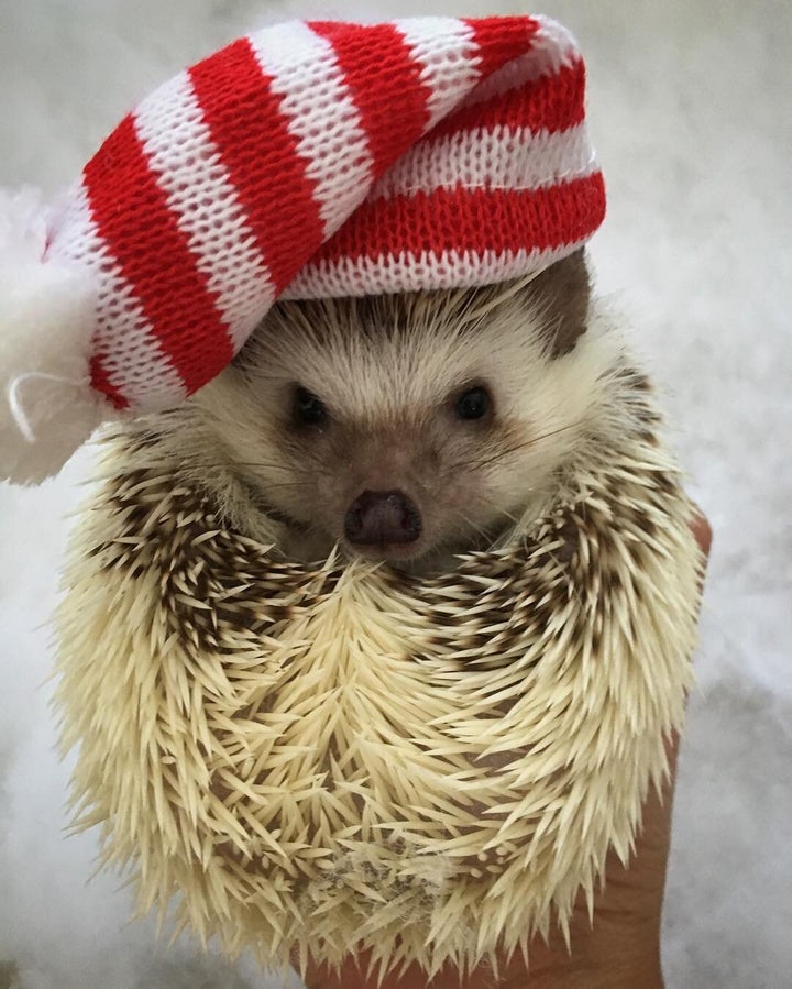 Boba posing in her Christmas beanie.