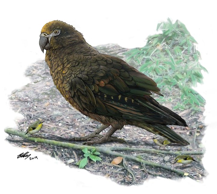 The giant parrot was found in fossils up to 19 million years old from near St Bathans in Central Otago, New Zealand