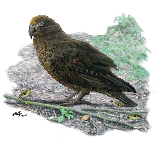 The giant parrot was found in fossils up to 19 million years old from near St Bathans in Central Otago, New Zealand