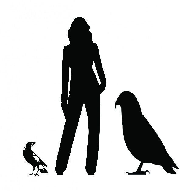 A graphic image issued by Professor Paul Scofield/Canterbury Museum of Heracles inexpectatus next to an average height person and common magpie