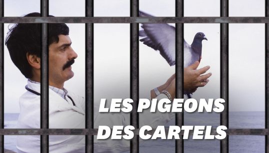 Au Brésil, les pigeons transportent de la drogue en