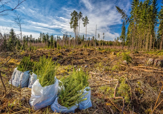 Tree seedlings ready to be planted in southern