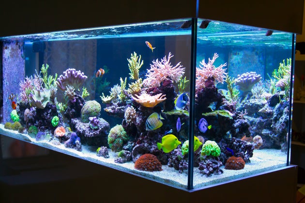 Family Poisoned By Worlds Second-Deadliest Toxin After Cleaning Out Fish Tank