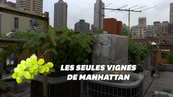 Il fait pousser les seules vignes de Manhattan depuis son