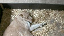 Lioness At German Zoo Eats Her 2 Newborn Cubs