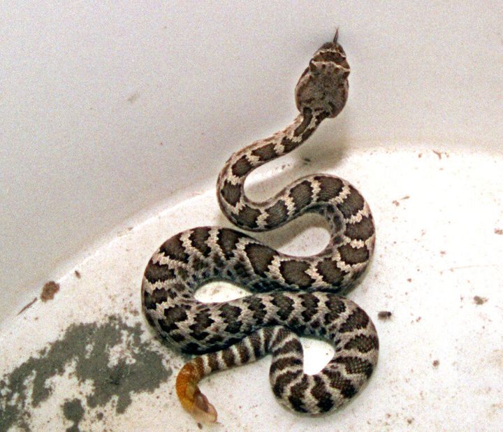 A baby rattle snake