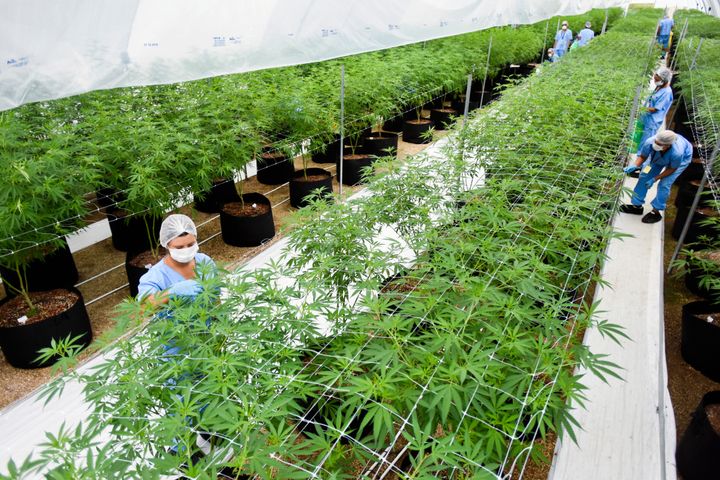 A medicinal cannabis farm. 
