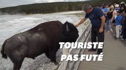 Les bisons de Yellowstone ne veulent pas des caresses de