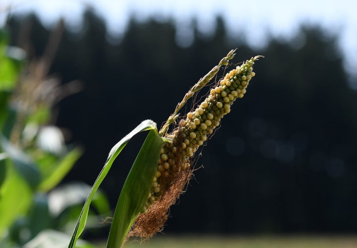 A dried corncob in a field near the small Bavarian village of Alling, Germany, in August 2018. Farmland in northern Germany bore the brunt of last year's extreme heat and record-low rainfall.