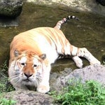 【悲しみ…】水を抜いた池に入ったトラさんが、切ない表情を見せる