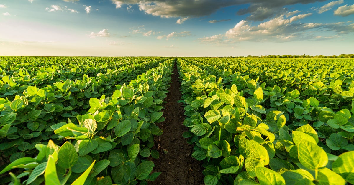 Farmers Lash Out At Trump After Latest Trade War Blow From China