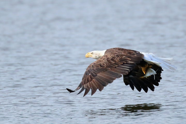 An American bald eagle flies over Mill Pond with a freshly caught fish on July 29, 2018 in Centerport, New York.