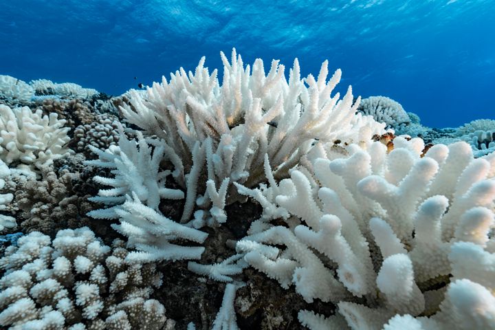 Un aperçu du blanchissement des récifs coralliens à l'archipel de la Société, en Polynésie française. 
