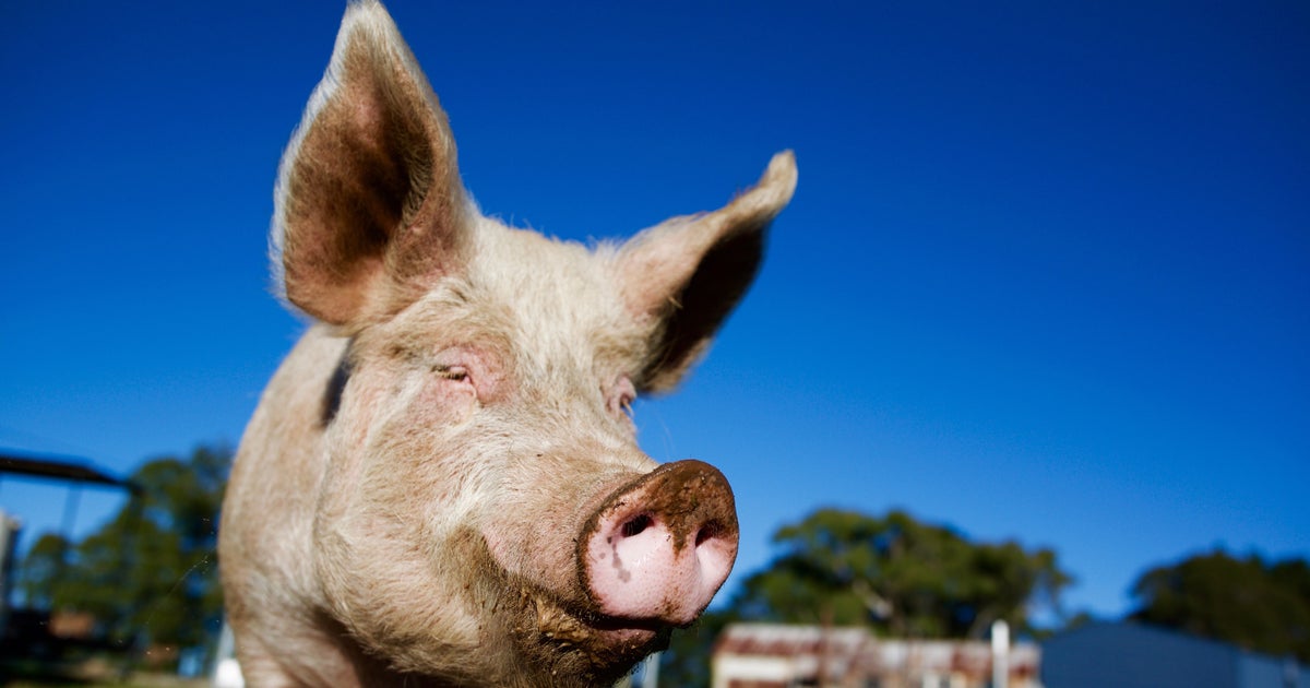 Two Australian Farmers Have Been Jailed For Smuggling Danish Pig Semen 