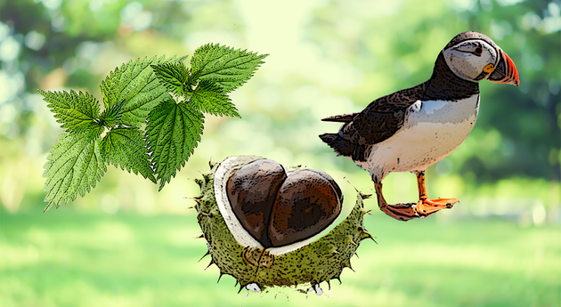 Some Kids Cant Recognise Conkers, Stinging Nettles Or Puffins – Theyre Missing Out