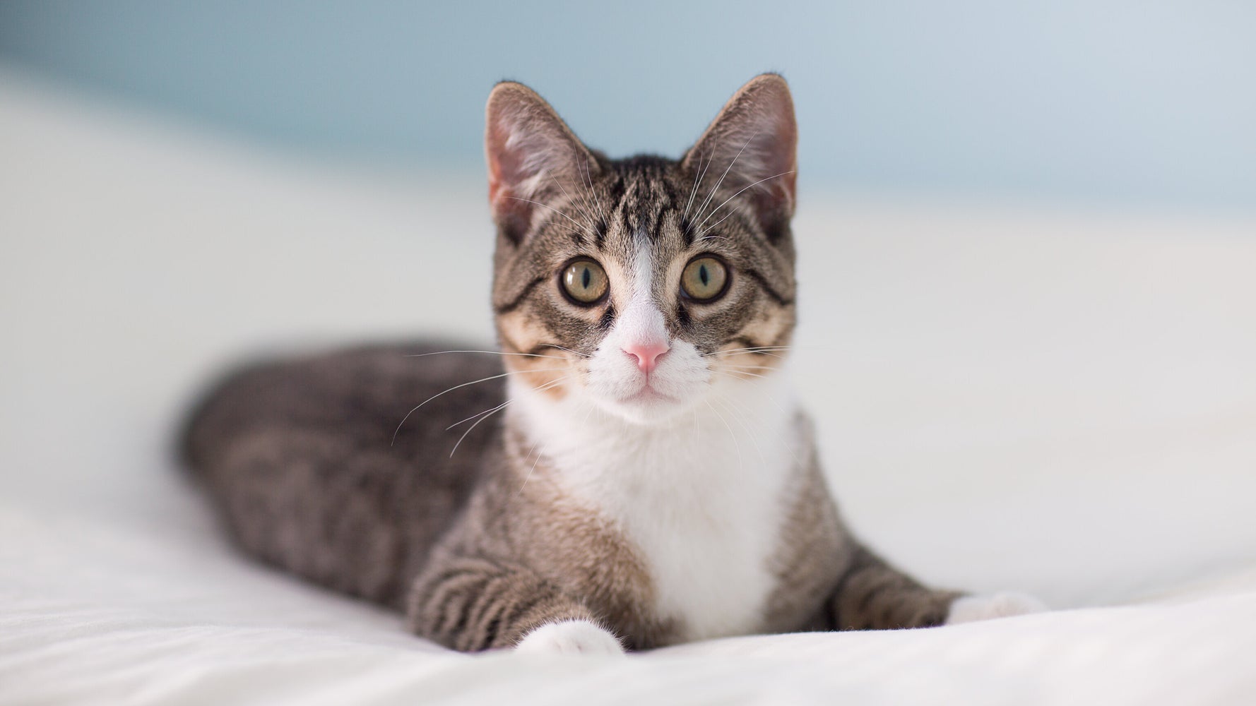 Un Chat Contamine Par Le Coronavirus Pres De Paris Une Premiere En France Le Huffpost Un Chat Contamine Par Le Coronavirus Pres De Paris Une Premiere En France Le Huffpost