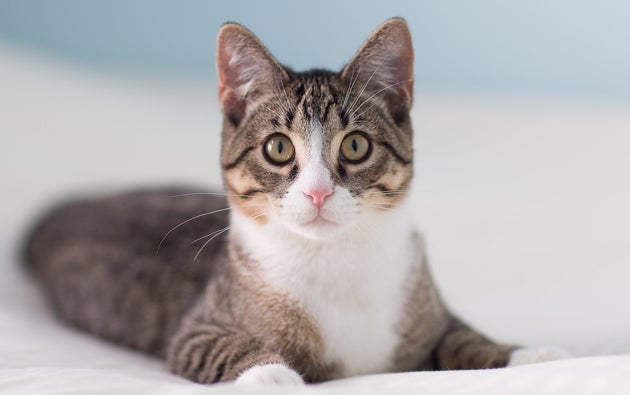 Un Vaccin Contre Les Allergies Aux Chats Trouve Par Des Chercheurs Le Huffpost Un Vaccin Contre Les Allergies Aux Chats Trouve Par Des Chercheurs Le Huffpost