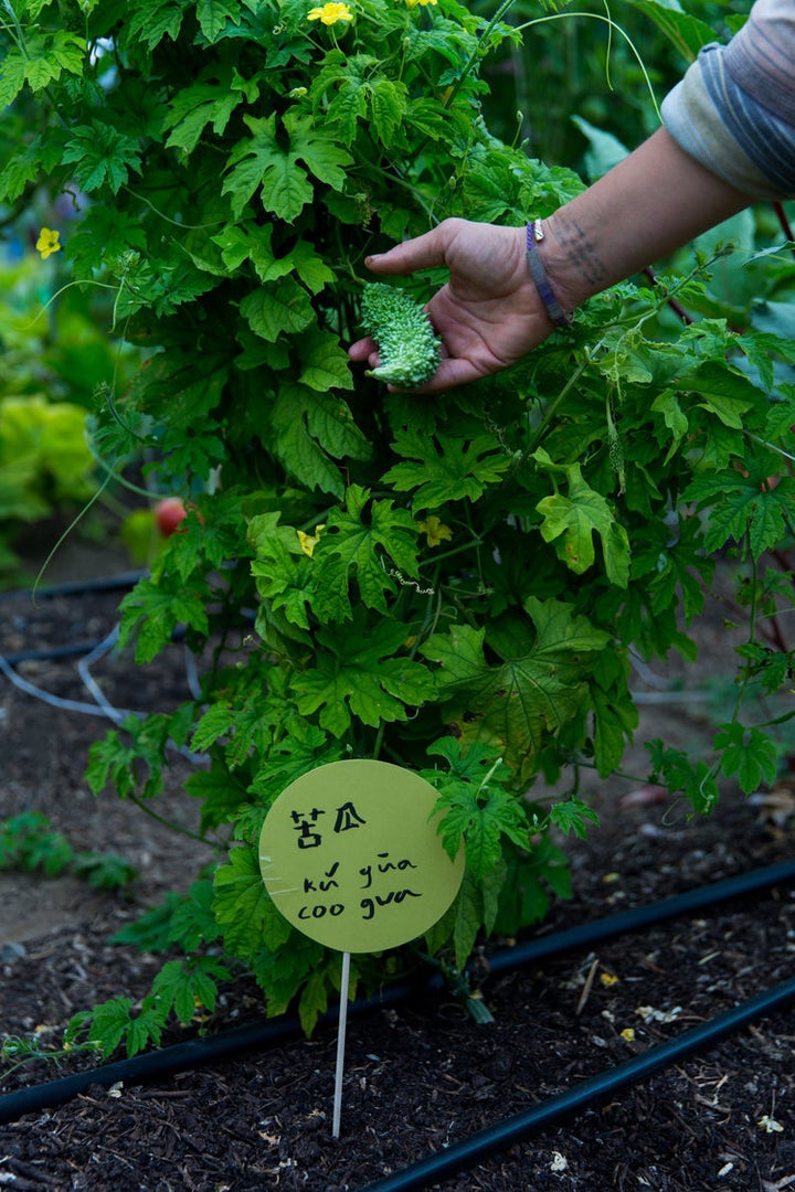 A bitter melon grows on Radical Family Farms. Leslie Wiser uses the farm as a way to explore her first-generation Chinese-German identity and specializes in Asian heritage vegetables.