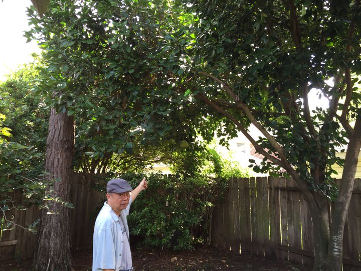 Fu Shing in his home garden in a Houston suburb. Here, he is pointing to a pomelo tree that he chose for the fragrance of its blossoms and because he enjoys eating the fruit.