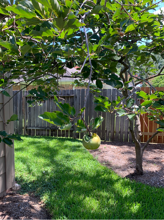 Fu Shing&rsquo;s pomelo tree has been bearing fruit for several years. The pomelo, which is similar to a grapefruit, is a citrus that grows well in the Houston heat.