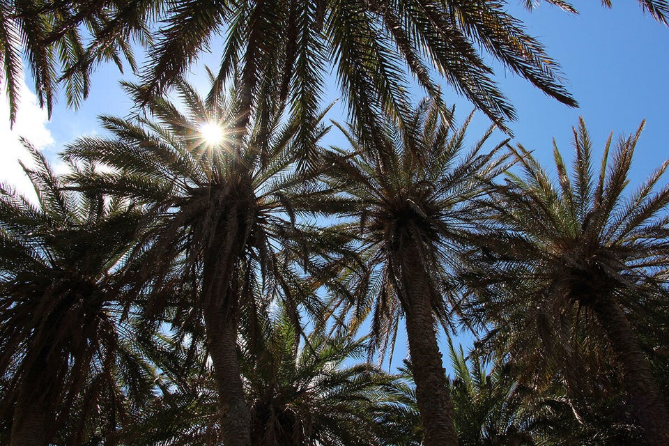 Φοινικόδασος, Βάι. Η μεγαλύτερη φυσική αποικία φοινικόδεντρων στην Ευρώπη με περίπου 5.000 δέντρα