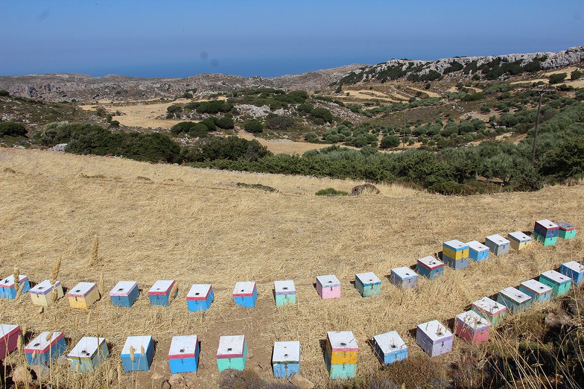 Μελίσσια σε παράταξη