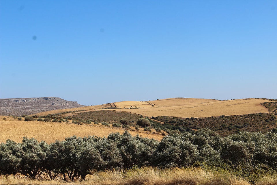 «Ο ανέμος χορεύει (τις ελιές και) το κριθάρι»