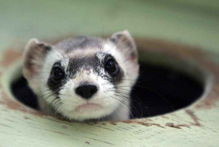 The black-footed ferret was brought back from the brink of extinction by a U.S. Fish and Wildlife Service captive breeding program. The species has been reintroduced in the wild, but is still listed under the Endangered Species Act.