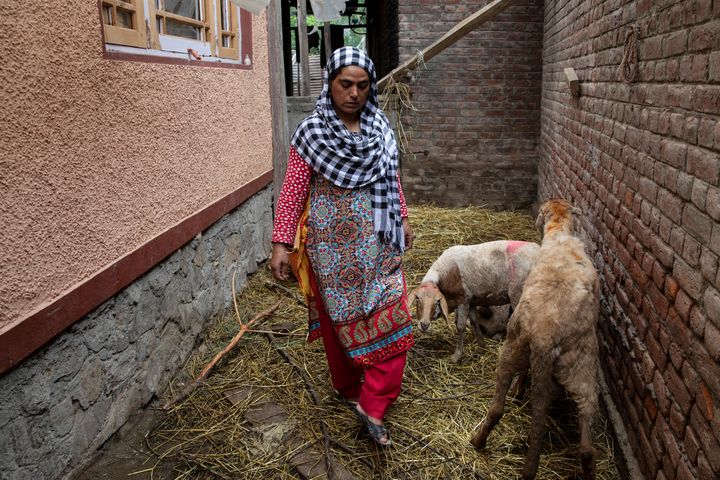 Fareeda, wife of Shameem Ahmad Ganai, tends to her husband's sheep in their house, in Pulwama, August 13, 2019. 