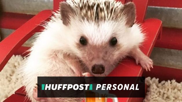 Why I’m Mourning The Death Of My Hedgehog As Much As Any Dog Or Cat