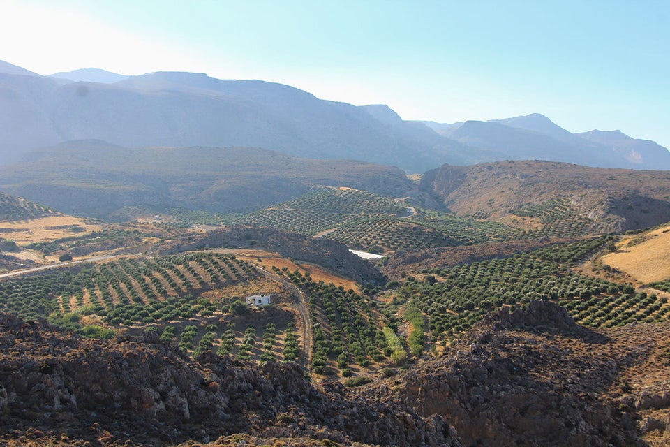 Ελαιώνες κρυμμένοι από τη θάλασσα