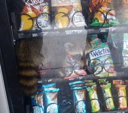 The raccoon was freed from the machine unharmed, though it's unclear if he actually scored any good eats.