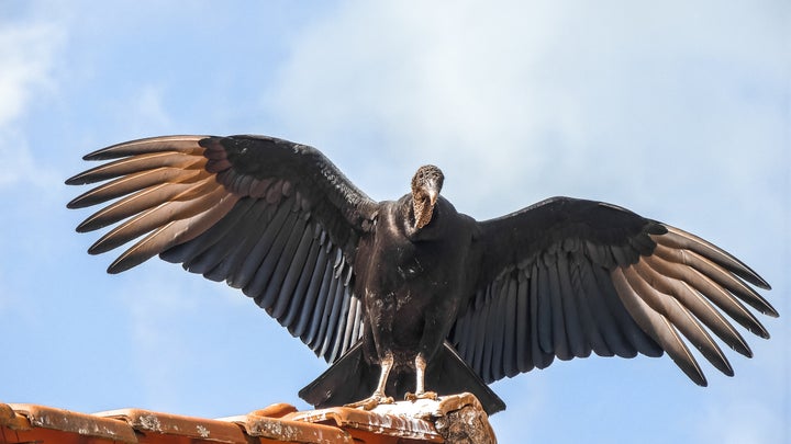 A black vulture in Brazil. 