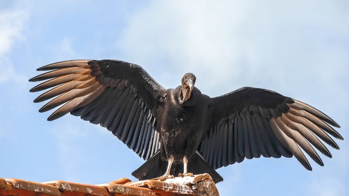 A black vulture in Brazil.&nbsp;