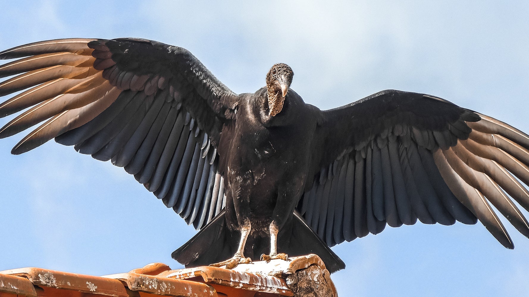 Vomiting Vultures Completely Take Over Couple's Luxury Vacation Home
