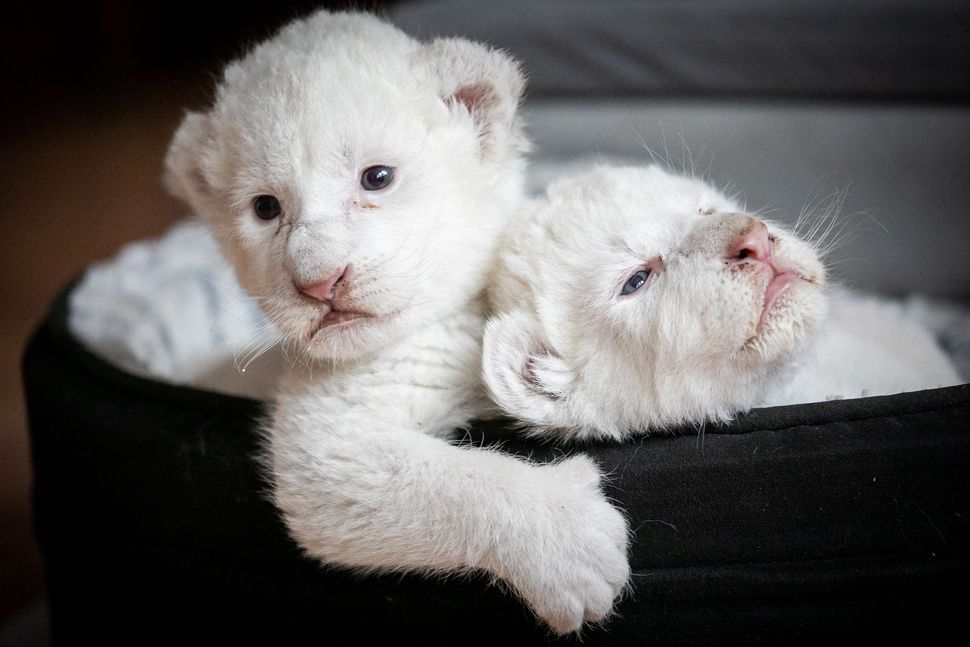 Δύο λευκά λιοντάρια βρίσκονται στο καλάθι τους στο σύλλογο Caresse de Tigre στη La Mailleraye-sur-Seine στη βορειοδυτική Γαλλία στις 11 Αυγούστου 2019. Τα μικρά λιοντάρια, με την ονομασία Νάλα και Σίμπα, γεννήθηκαν στα τέλη Ιουλίου.