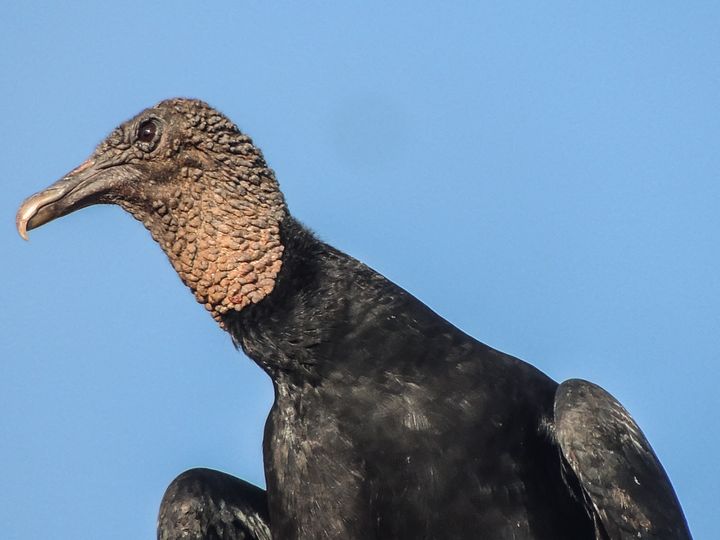 Vomiting Vultures Invade Florida Vacation Home