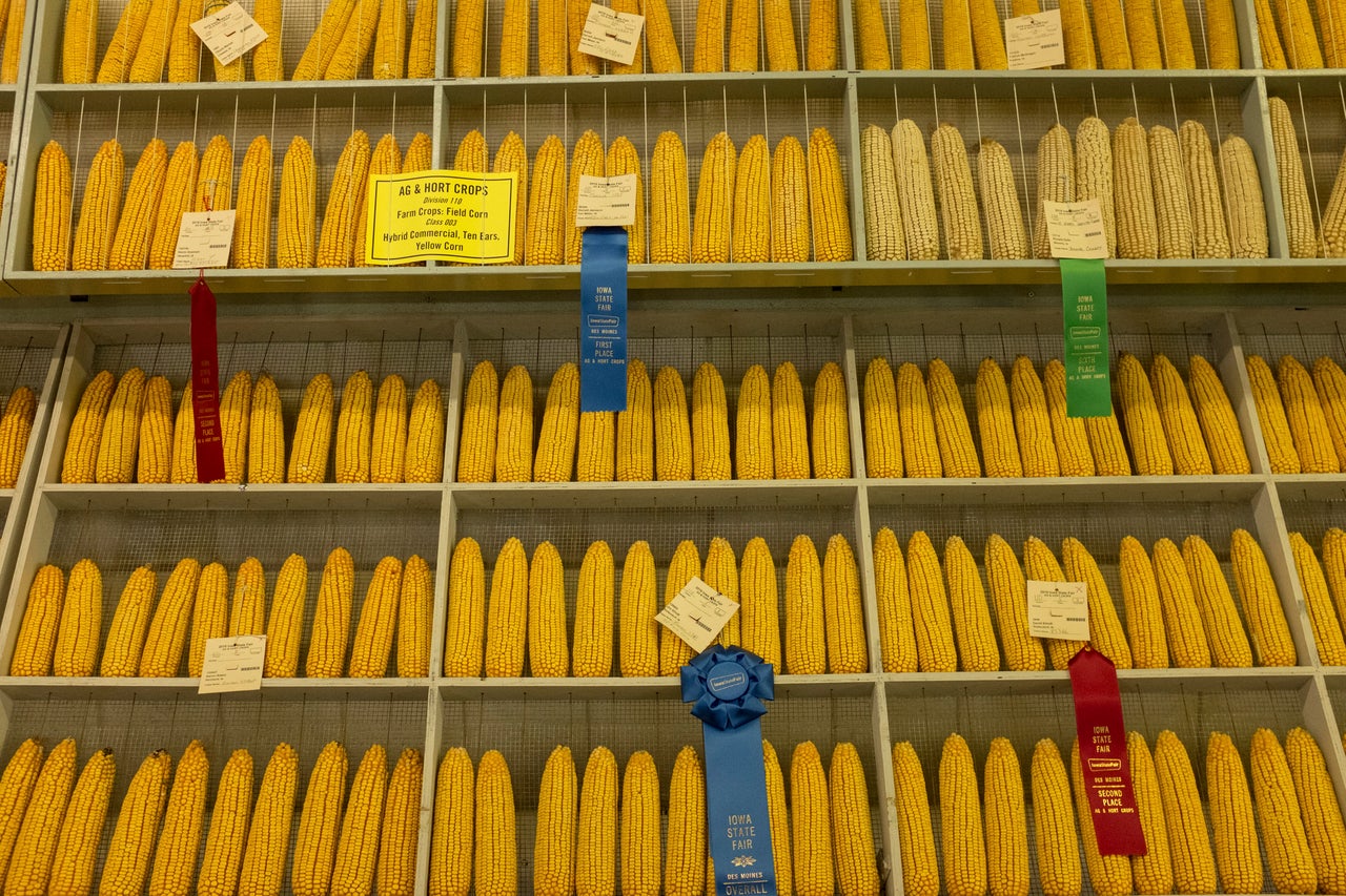 Award-winning corn on display at the Iowa State Fair on Aug. 11, 2019.