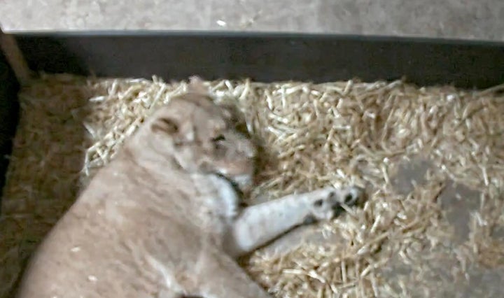 雌ライオンが生まれたての子2頭を食べる ドイツの動物園 悲しいお知らせ ハフポスト World 雌ライオンが生まれたての子2頭を食べる ドイツの動物園 悲しいお知らせ ハフポスト World